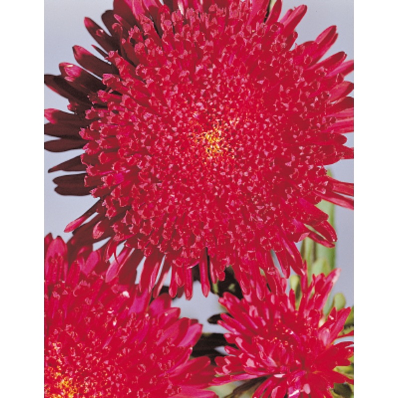 Aster Benary’s Princess Deep Red Flower Seeds