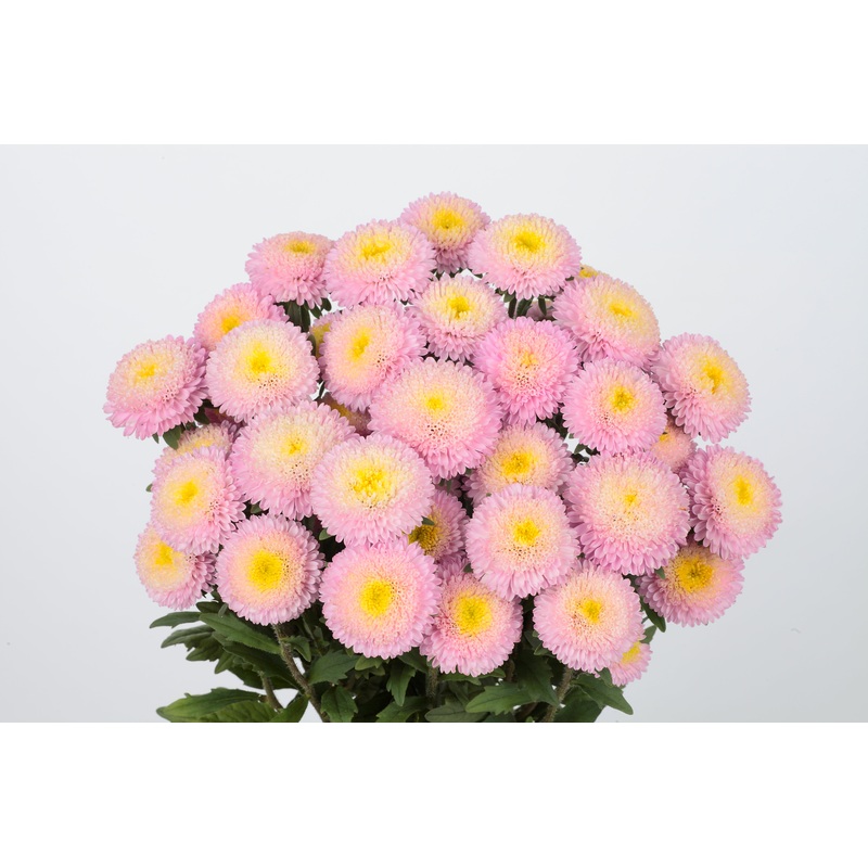 Aster Bonita Shell Pink Flower Seeds