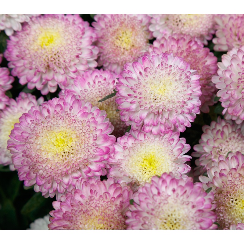 Aster Bonita Top Rose Flower Seeds