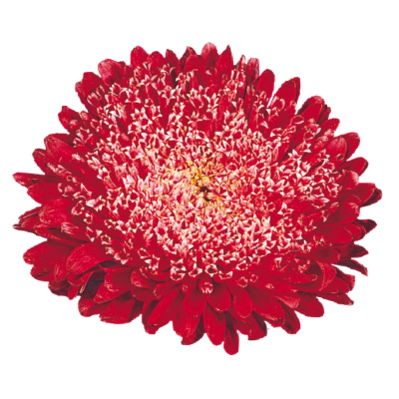 Aster Matador Fiery Red Flower Seeds