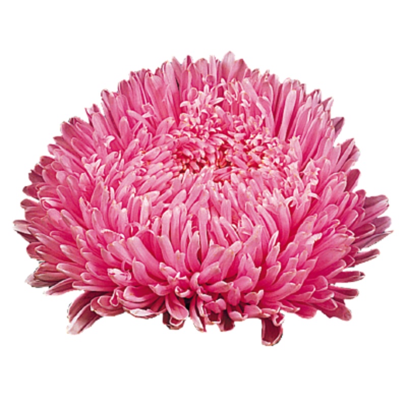 Aster Matador Salmon Pink Flower Seeds