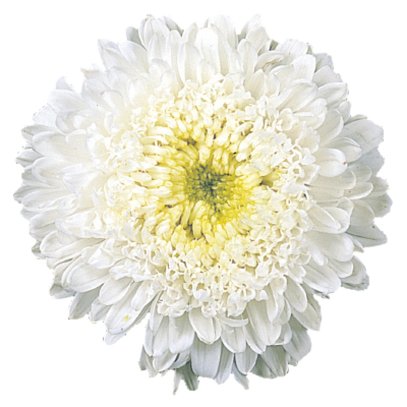 Aster Matador White Flower Seeds