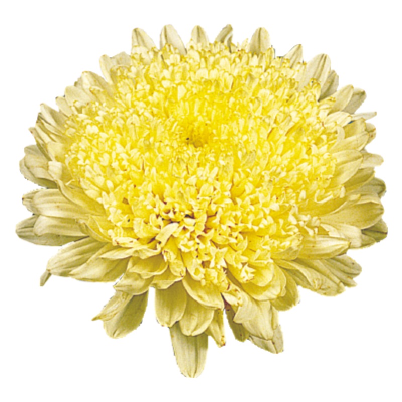 Aster Matador Yellow Flower Seeds