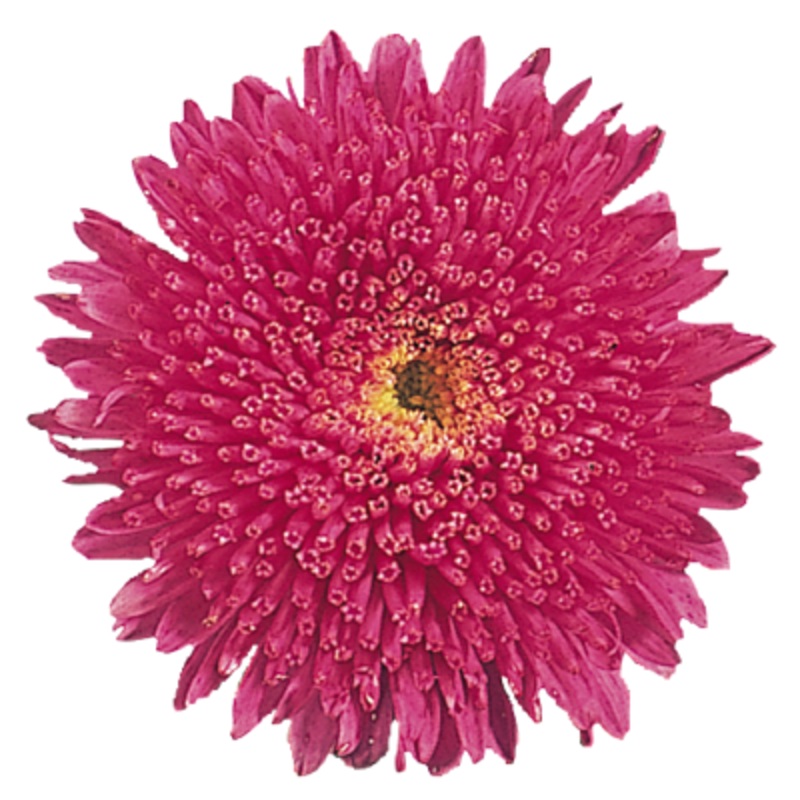 Aster Standy Carmine Red Flower Seeds