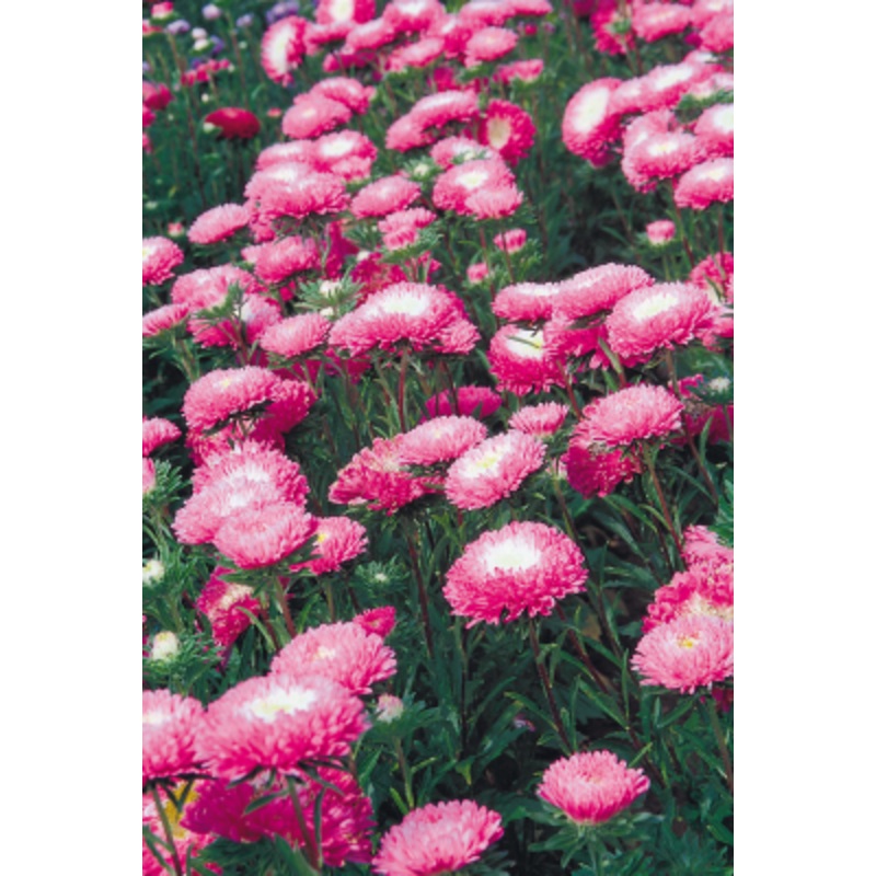 Aster Standy Carmine & White Flower Seeds