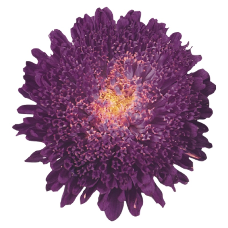 Aster Standy Deep Blue Flower Seeds