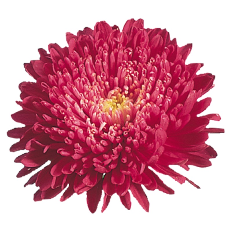 Aster Standy Red Flower Seeds