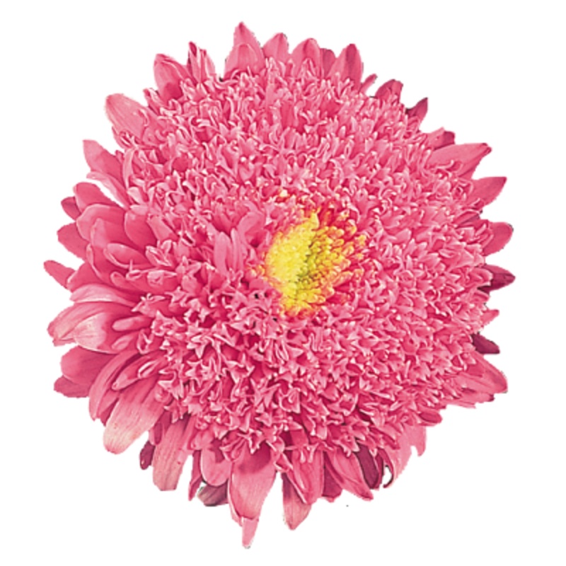 Aster Standy Salmon Pink Flower Seeds