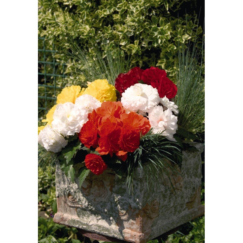 Begonia Tuberhybrida Primary Mix Flower Seeds