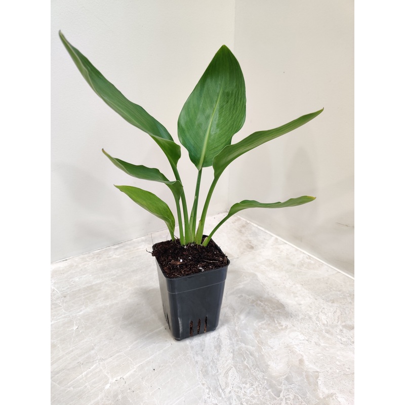 Bird of Paradise Plant