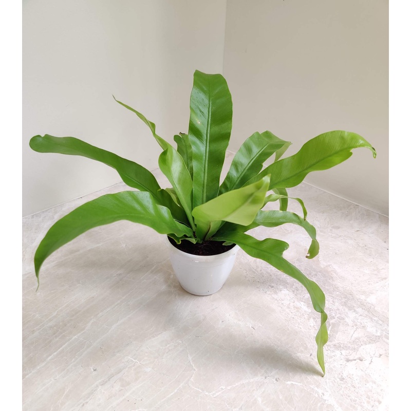Bird’s Nest Fern Plant
