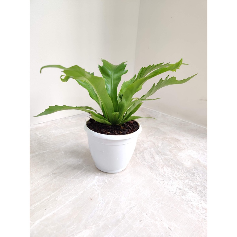 Bird’s Nest Fern ‘Venus’