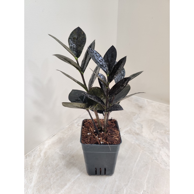Black Zamioculcas Zamiifolia Plant (Small)