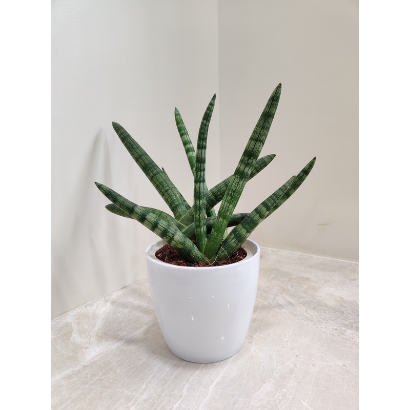 Boncel Snake Plant for Corporate Gifting