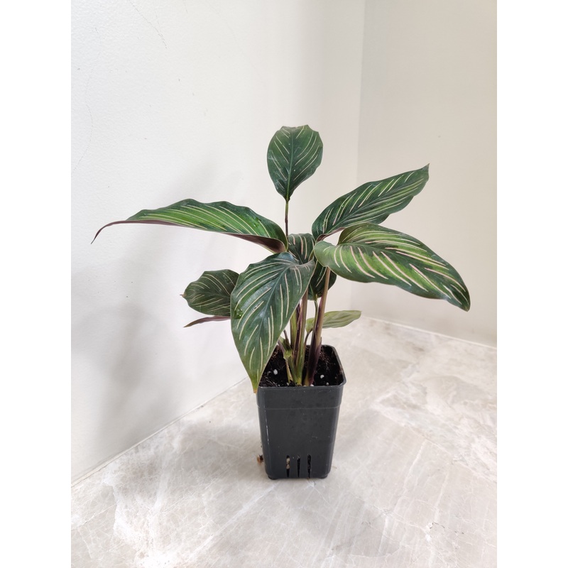 Calathea Beauty Star Plant Small