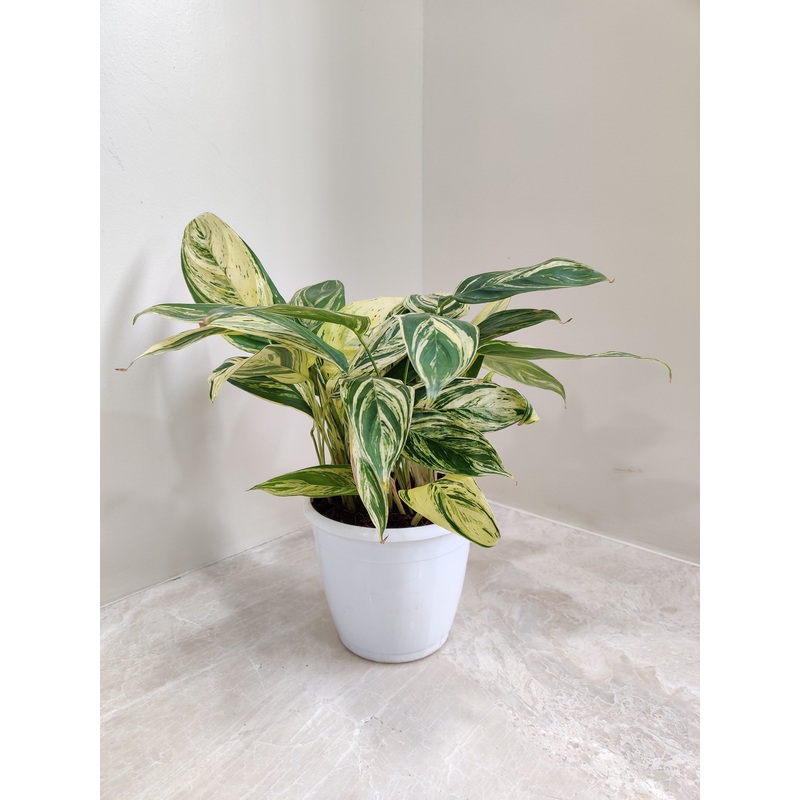 Calathea Charlie Plant