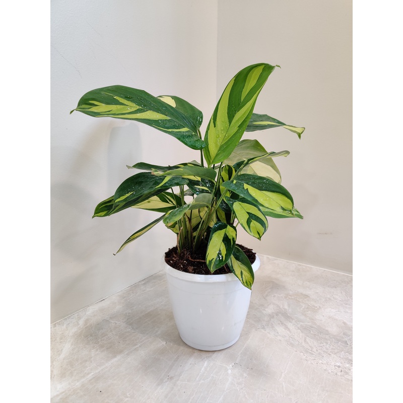 Calathea Golden Mosaic Plant
