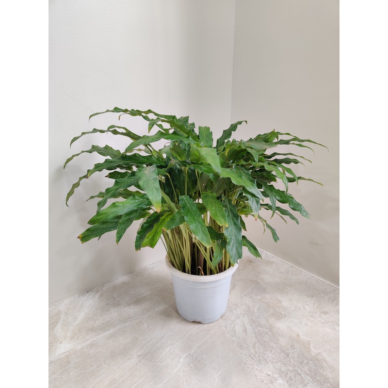 Calathea Green Plant