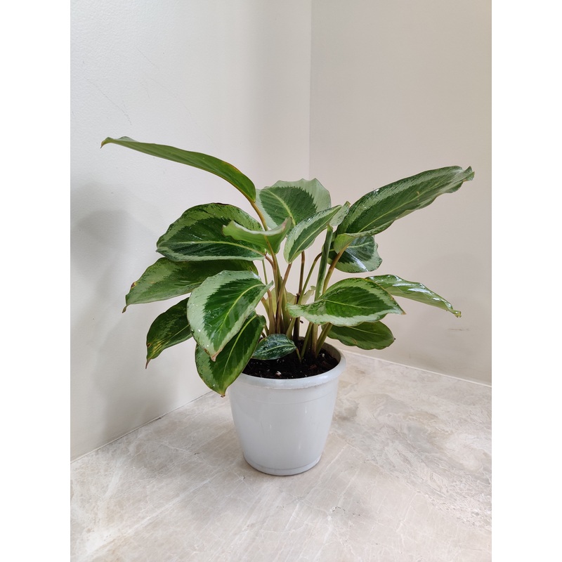 Calathea JF Macbr Plant