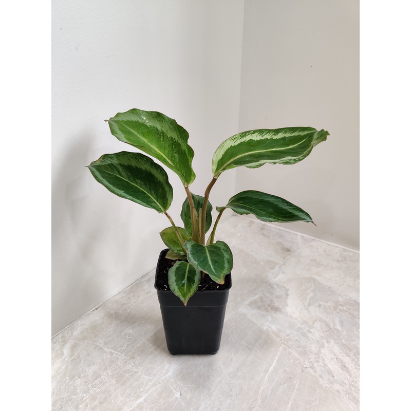 Calathea JF Macbr Plant Small
