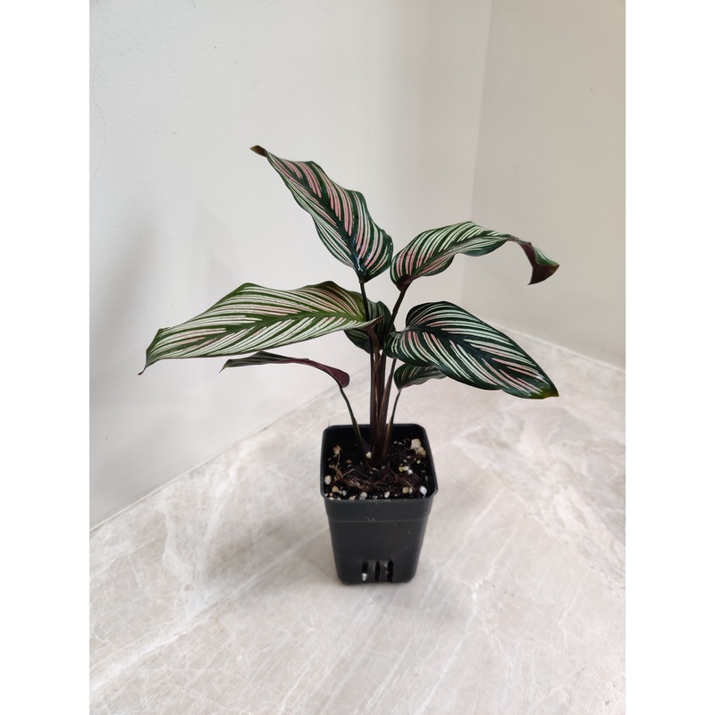 Calathea Majestica White Star Plant Small
