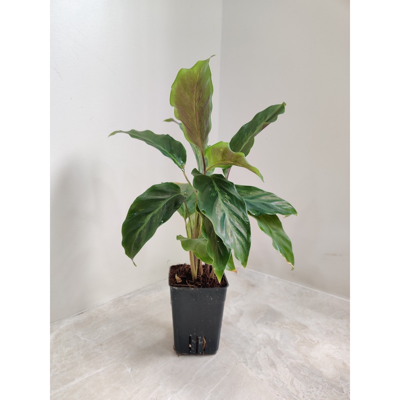Calathea Misto Plant Small