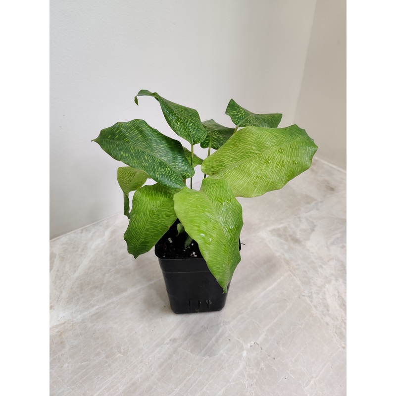 Calathea Network Plant Small