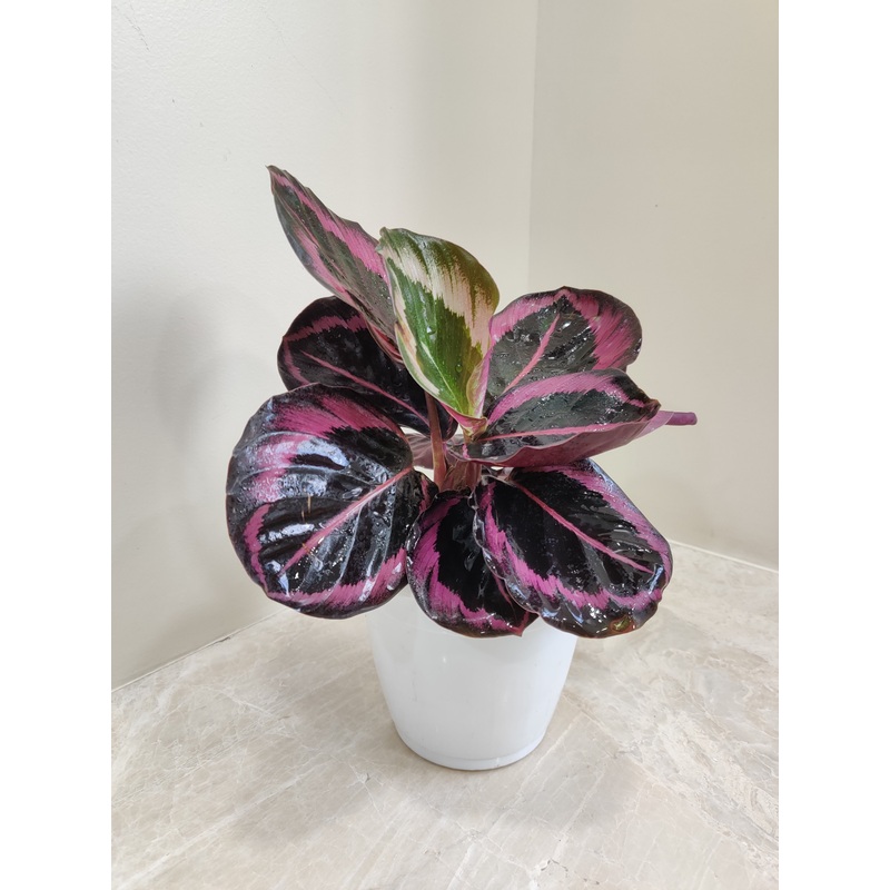 Calathea Red Wine Plant
