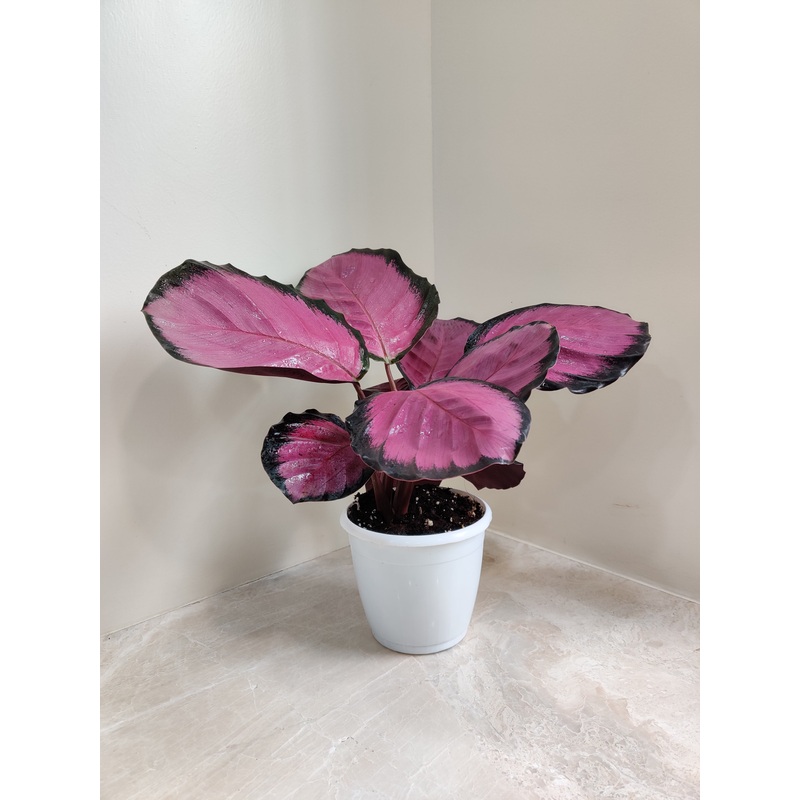 Calathea Roseopicta Crimson Plant