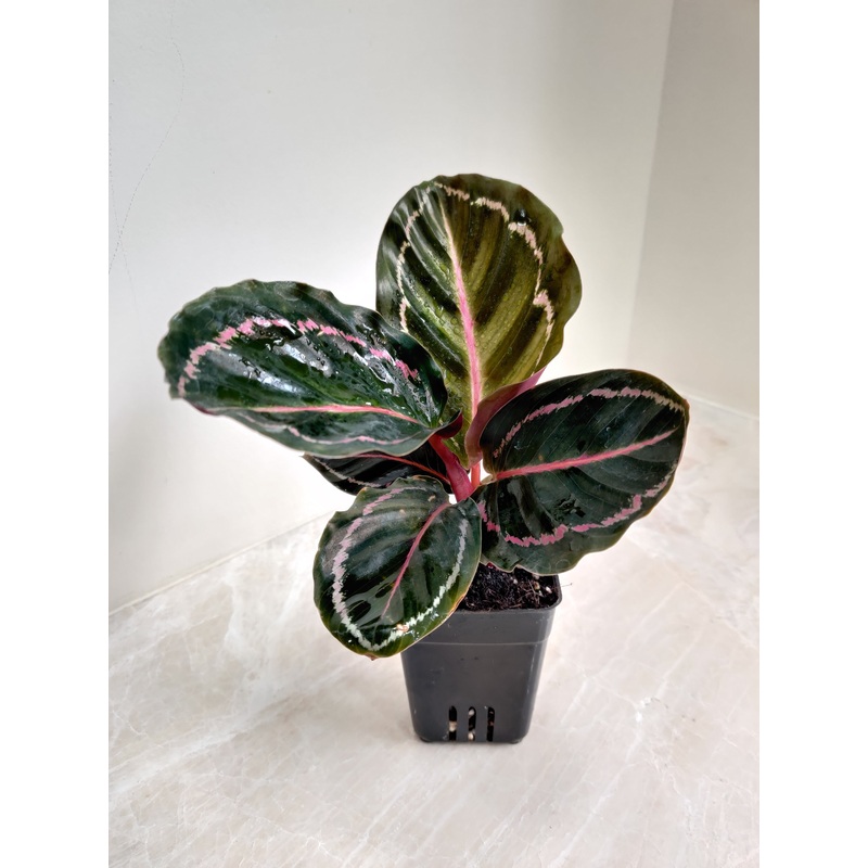 Calathea Roseopicta Illustris Plant Small