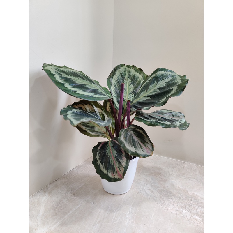 Calathea Roseopicta Marion Plant