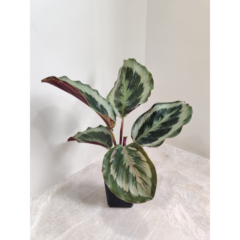 Calathea Roseopicta Marion Plant Small