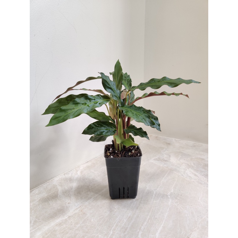 Calathea Rufibarba Plant Small