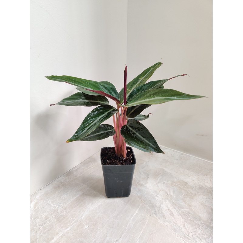 Calathea Stromanthe Triostar Plant Small