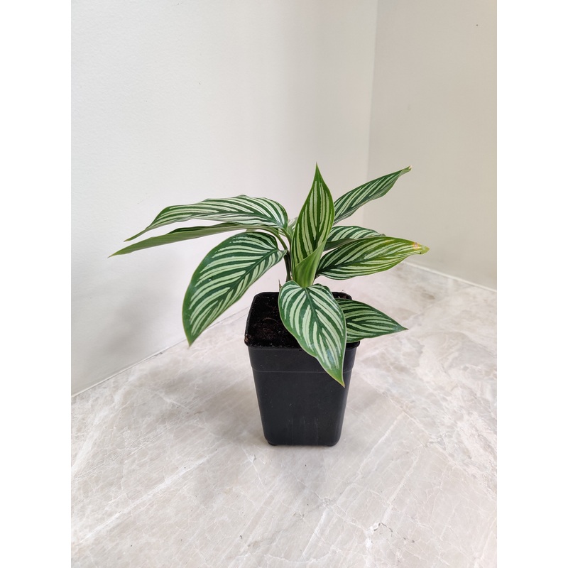 Calathea Vittata Plant Small