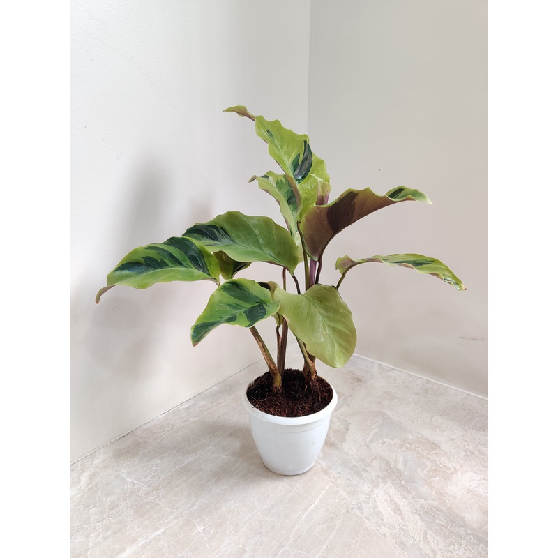 Calathea Yellow Fusion Plant Small