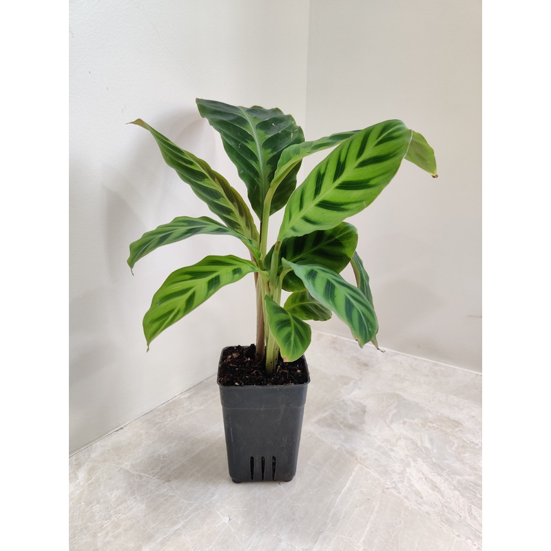 Calathea Zebrina Plant Small