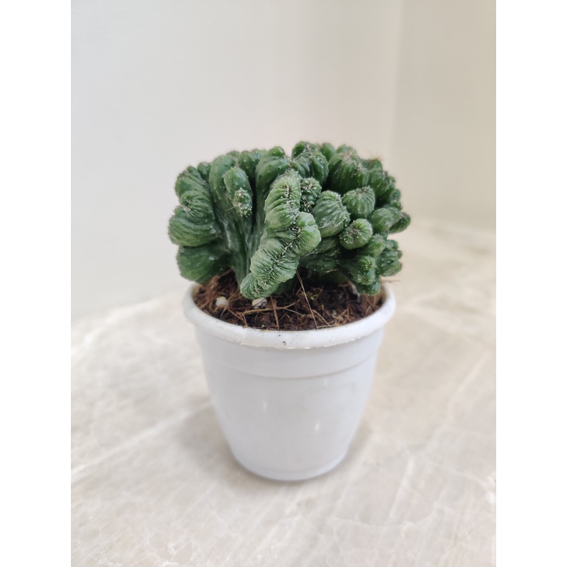 Cereus Forbesii Monstrose Cactus