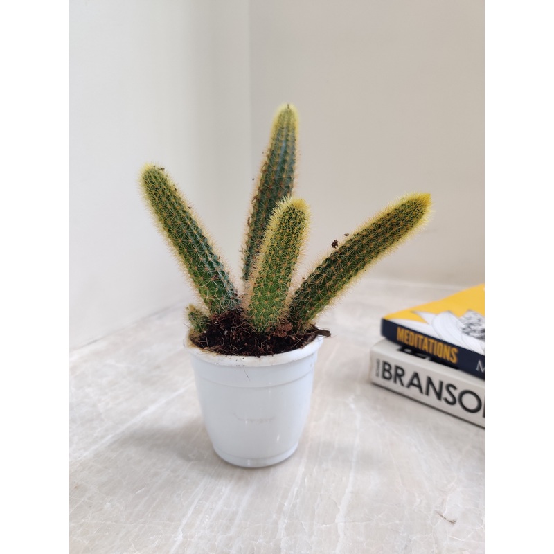 Cleistocactus Winteri Cactus