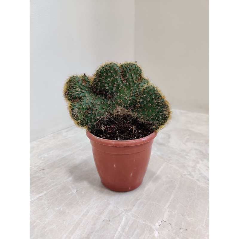 Cleistocactus Winteri Cristata  Non-Grafted Cactus