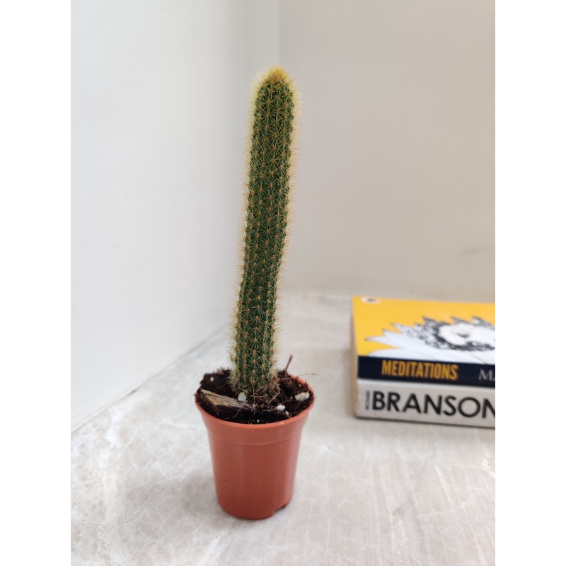 Cleistocactus Winteri Small Cactus