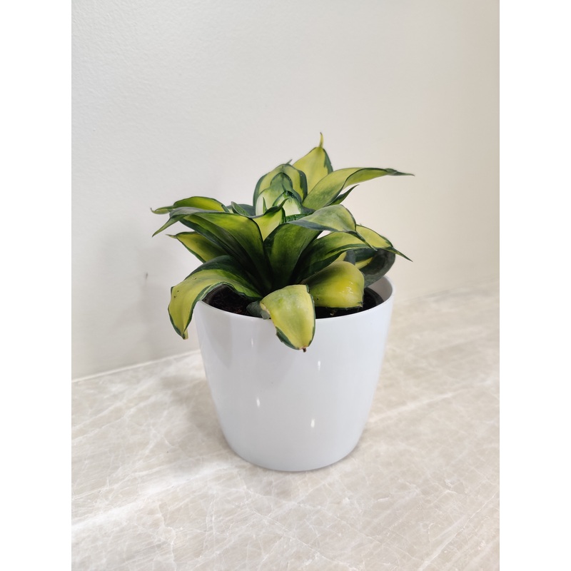 Compact Snake Plant – Ideal For Corporate Gifting