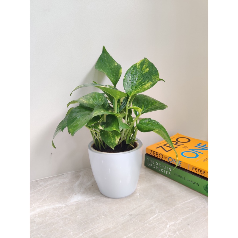 Corporate Gift Green Money Plant