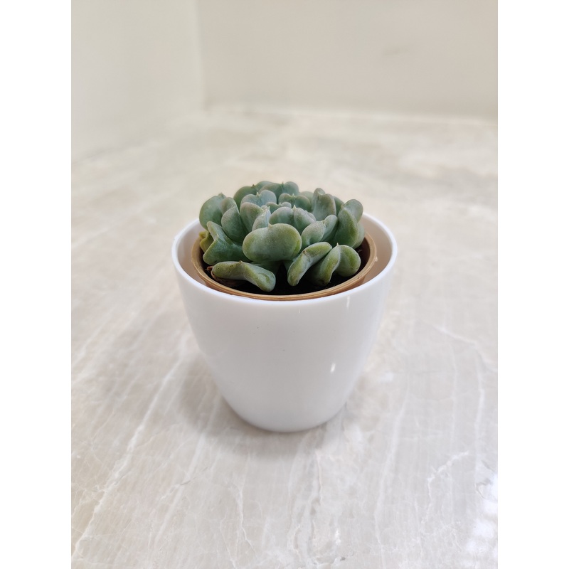Corporate Gift Succulent in White Pot