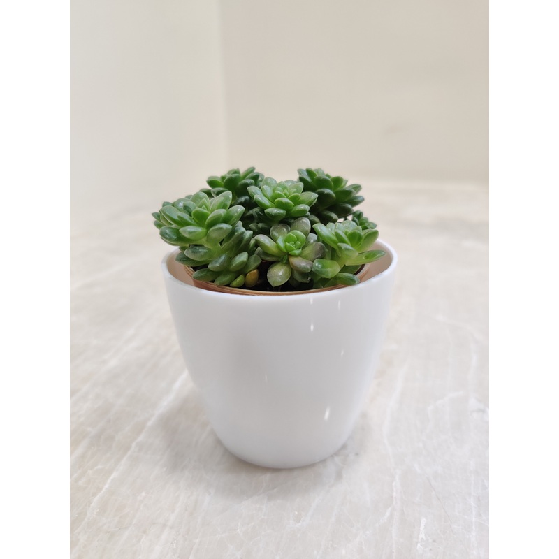 Corporate Gift Succulent Plant