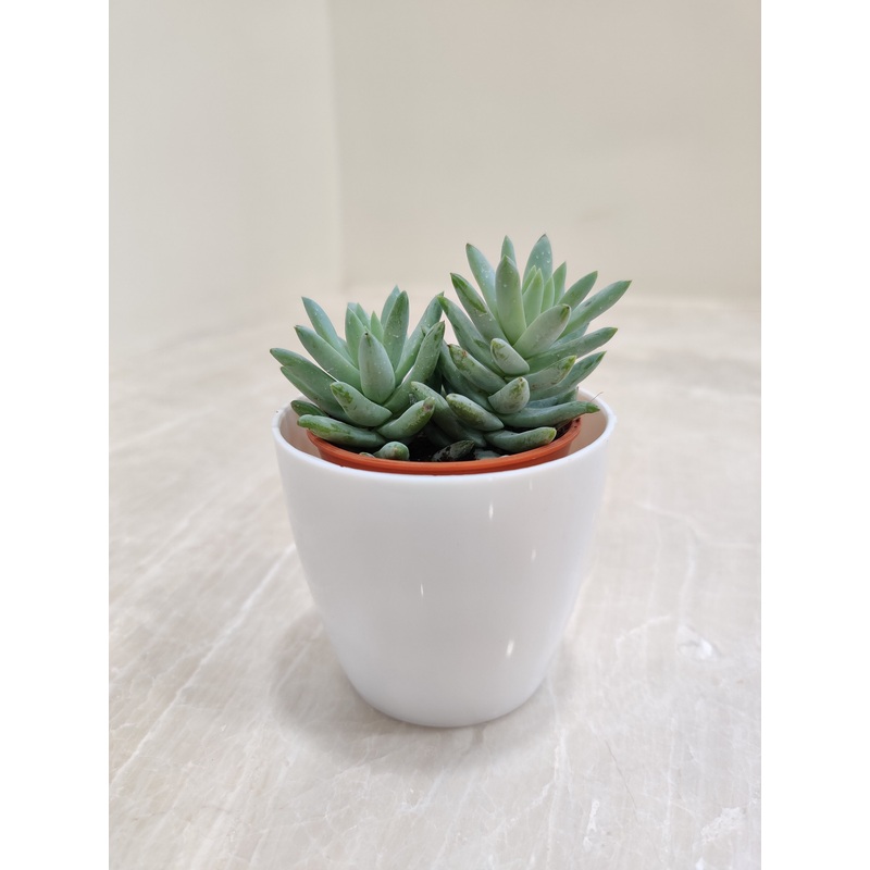 Corporate Gifting Sleek Succulent Plant