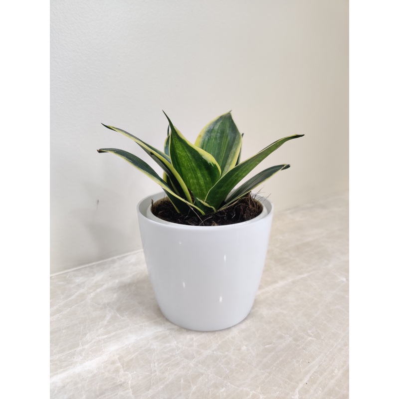 Corporate Gifting Snake Plant