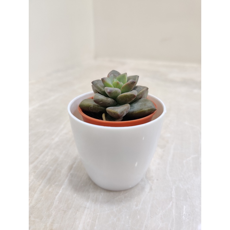 Corporate Gifting Succulent Plant