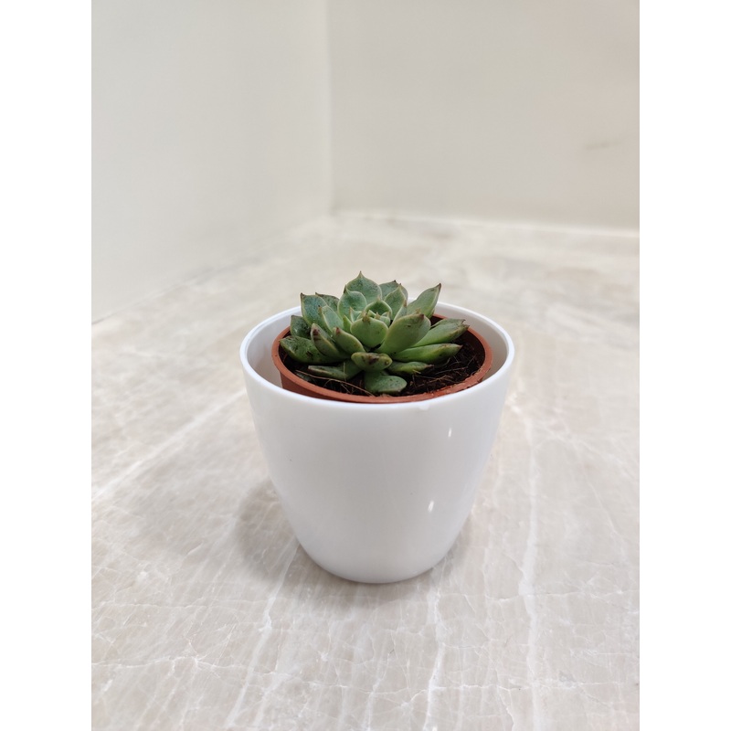 Corporate Gifting Succulent with Plastic Pot