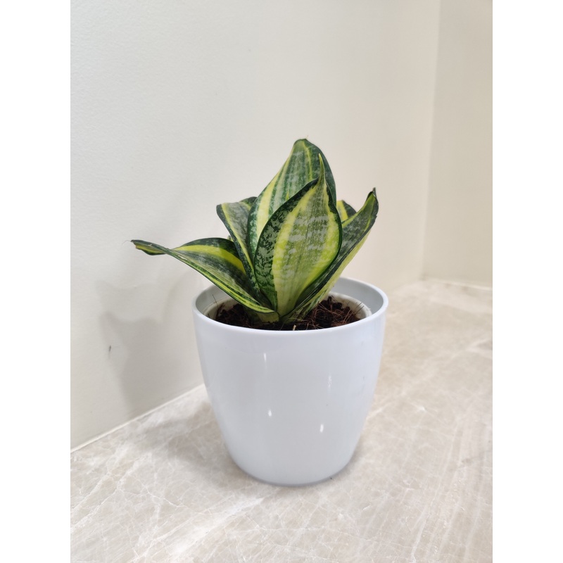 Corporate Snake Plant for Gifting